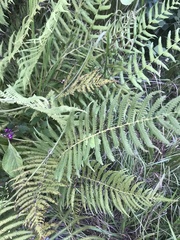 Pelazoneuron kunthii