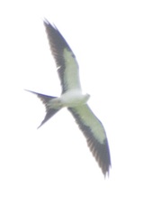 Elanoides forficatus