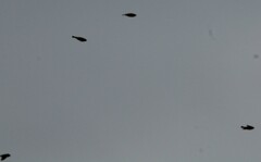 Calcarius lapponicus