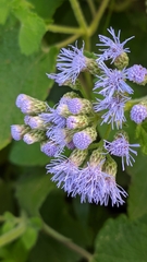 Aristeguietia lamiifolia