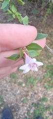 Abelia