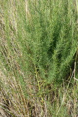 Asparagus prostratus