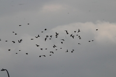 Calcarius lapponicus