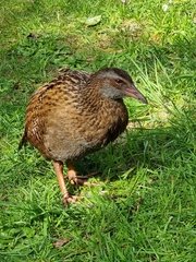 Gallirallus australis australis