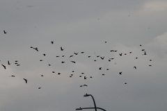 Calcarius lapponicus