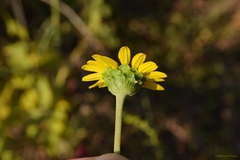 Helianthus silphioides