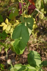Helianthus silphioides