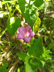Spigelia scabrella