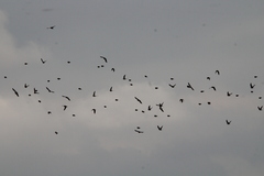 Calcarius lapponicus