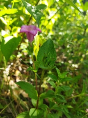 Spigelia scabrella