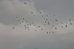 Calcarius lapponicus