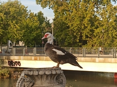 Cairina moschata domestica