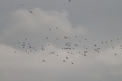 Calcarius lapponicus