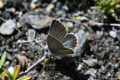 Aricia nicias