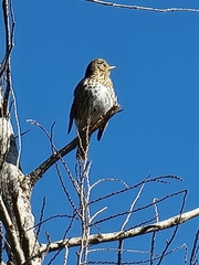 Turdus philomelos clarkei