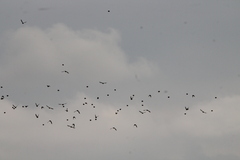 Calcarius lapponicus