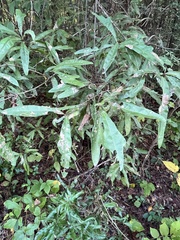 Quercus laurifolia