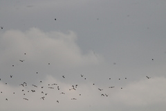 Calcarius lapponicus