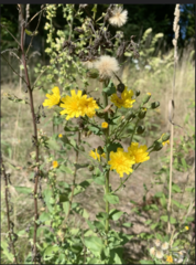 Hieracium sabaudum