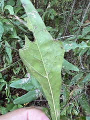 Quercus laurifolia