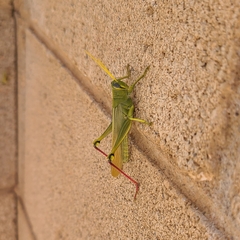 Schistocerca shoshone