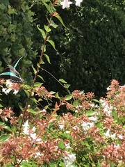 Graphium sarpedon nipponum