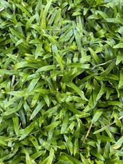 Murdannia keisak