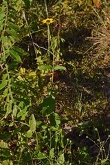 Helianthus silphioides