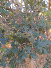 Quercus gambelii