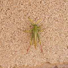 Schistocerca shoshone