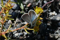 Aricia nicias