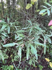 Quercus laurifolia