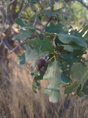 Quercus gambelii
