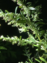 Oecanthus quadripunctatus