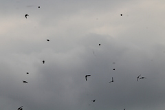 Calcarius lapponicus