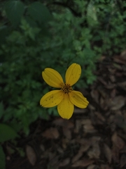 Bidens ostruthioides