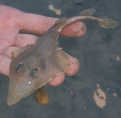 Pseudobatos leucorhynchus