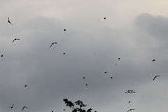 Calcarius lapponicus