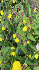 Calceolaria tripartita