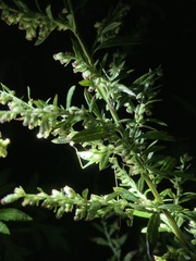 Oecanthus quadripunctatus