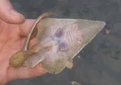 Pseudobatos leucorhynchus