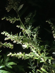 Oecanthus quadripunctatus