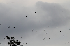 Calcarius lapponicus