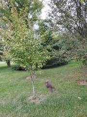 Neoscona domiciliorum