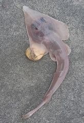 Pseudobatos leucorhynchus