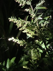 Oecanthus quadripunctatus