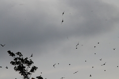 Calcarius lapponicus