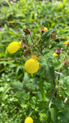Calceolaria tripartita
