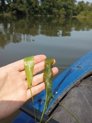 Potamogeton nodosus