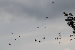 Calcarius lapponicus